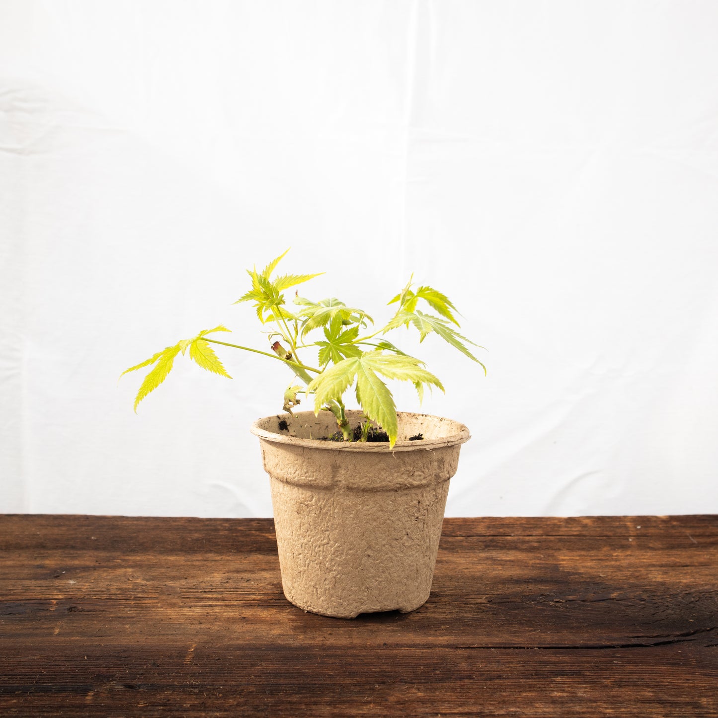 Cannabis Zuckerstrauch