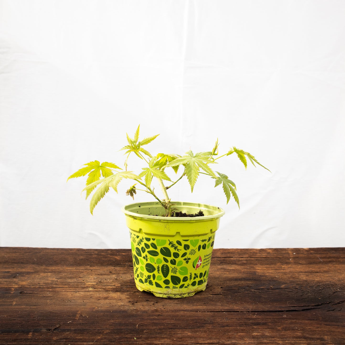Cannabis Zuckerstrauch