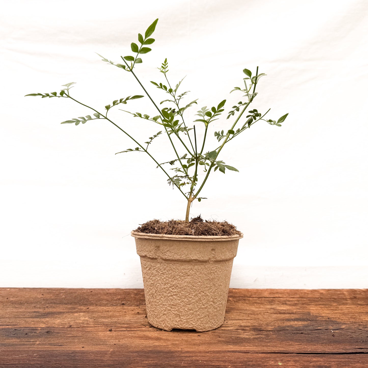 Chinesischer Tee-Jasmin