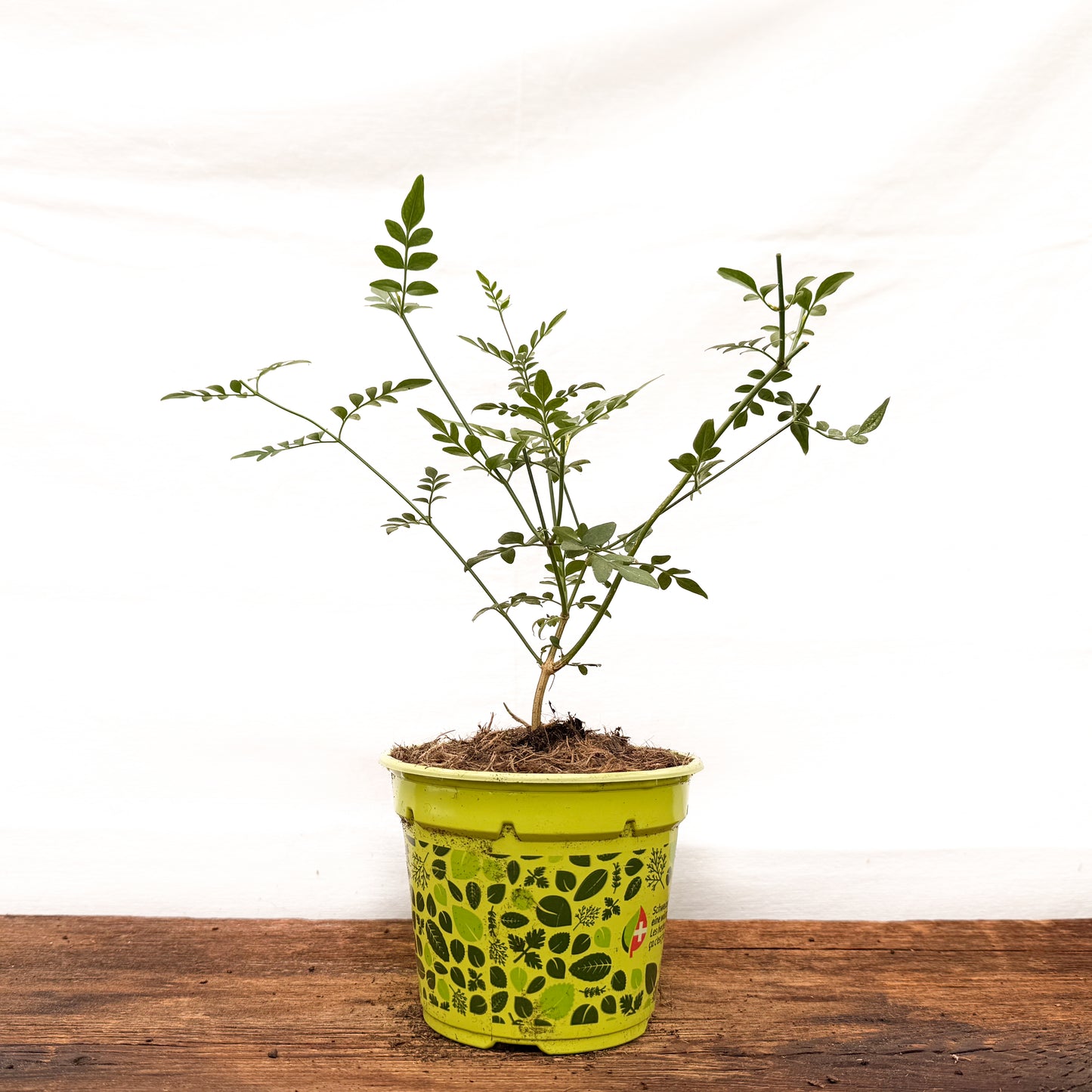 Chinesischer Tee-Jasmin