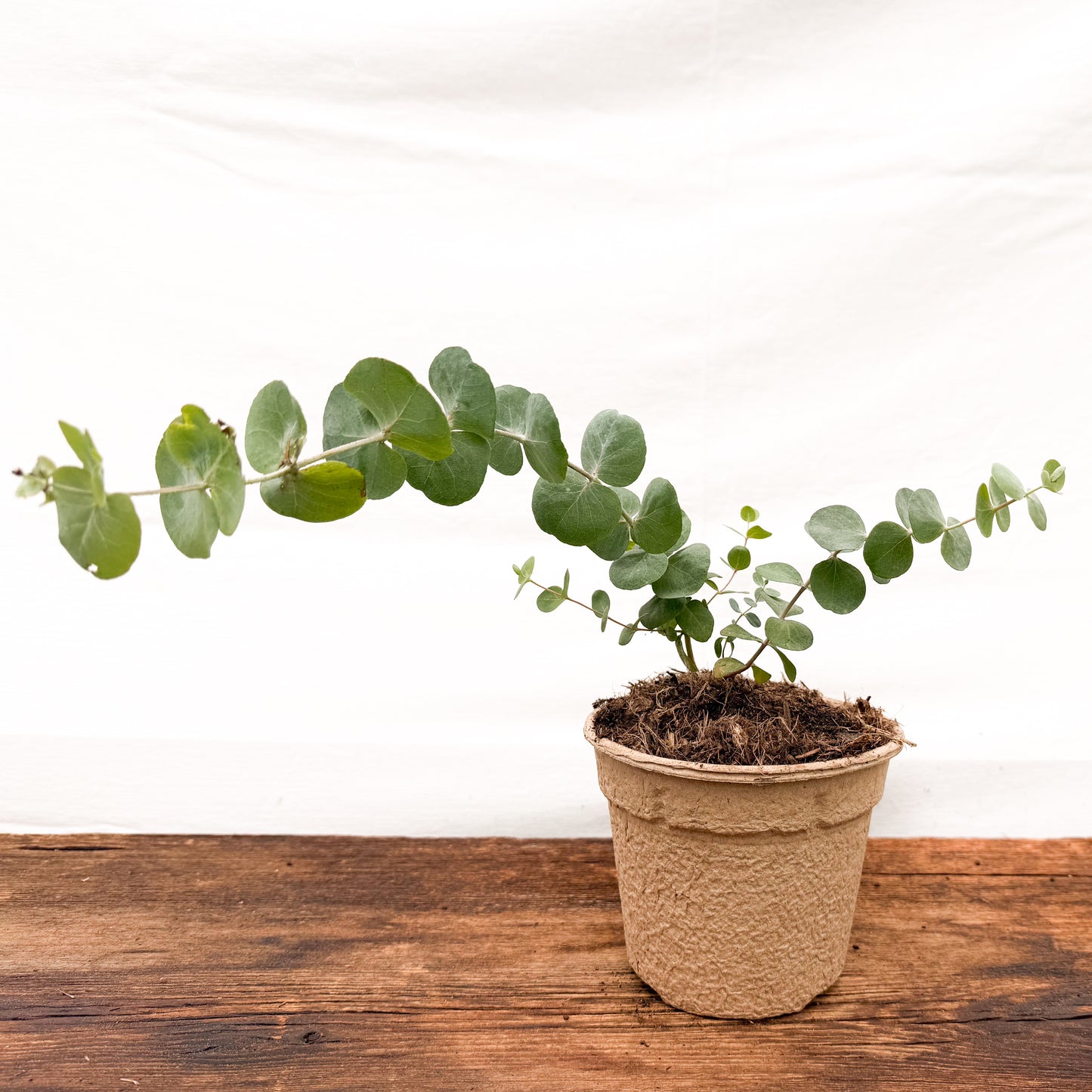 Eukalyptus