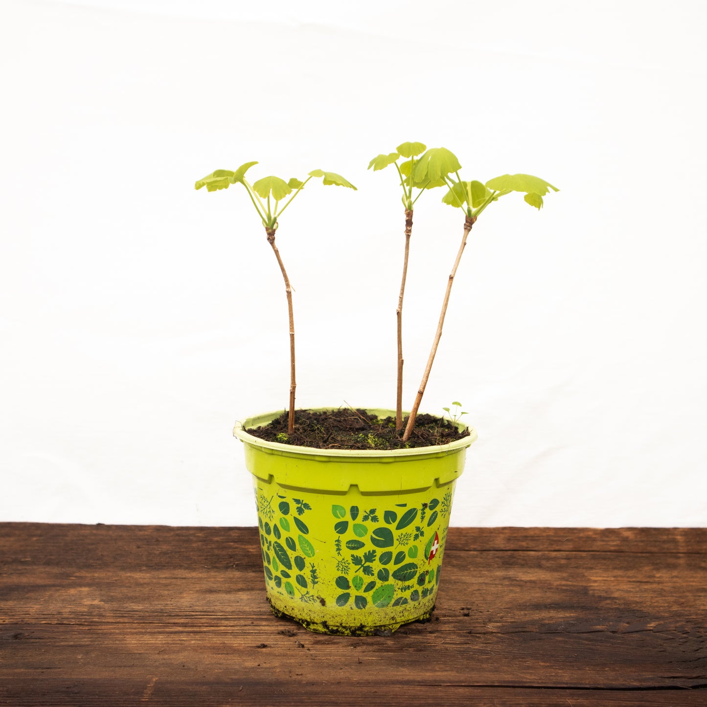 Ginkgo