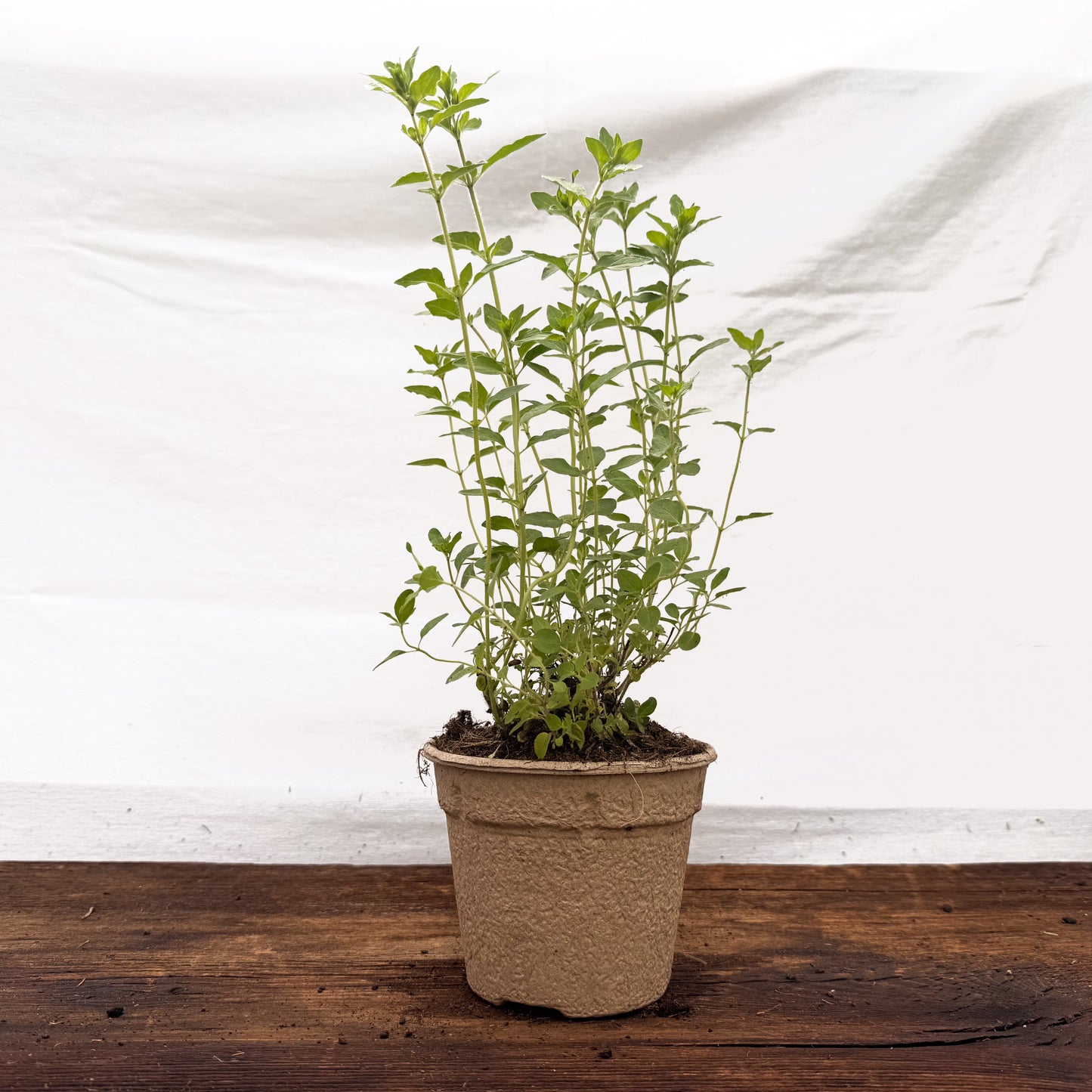 Griechischer Oregano