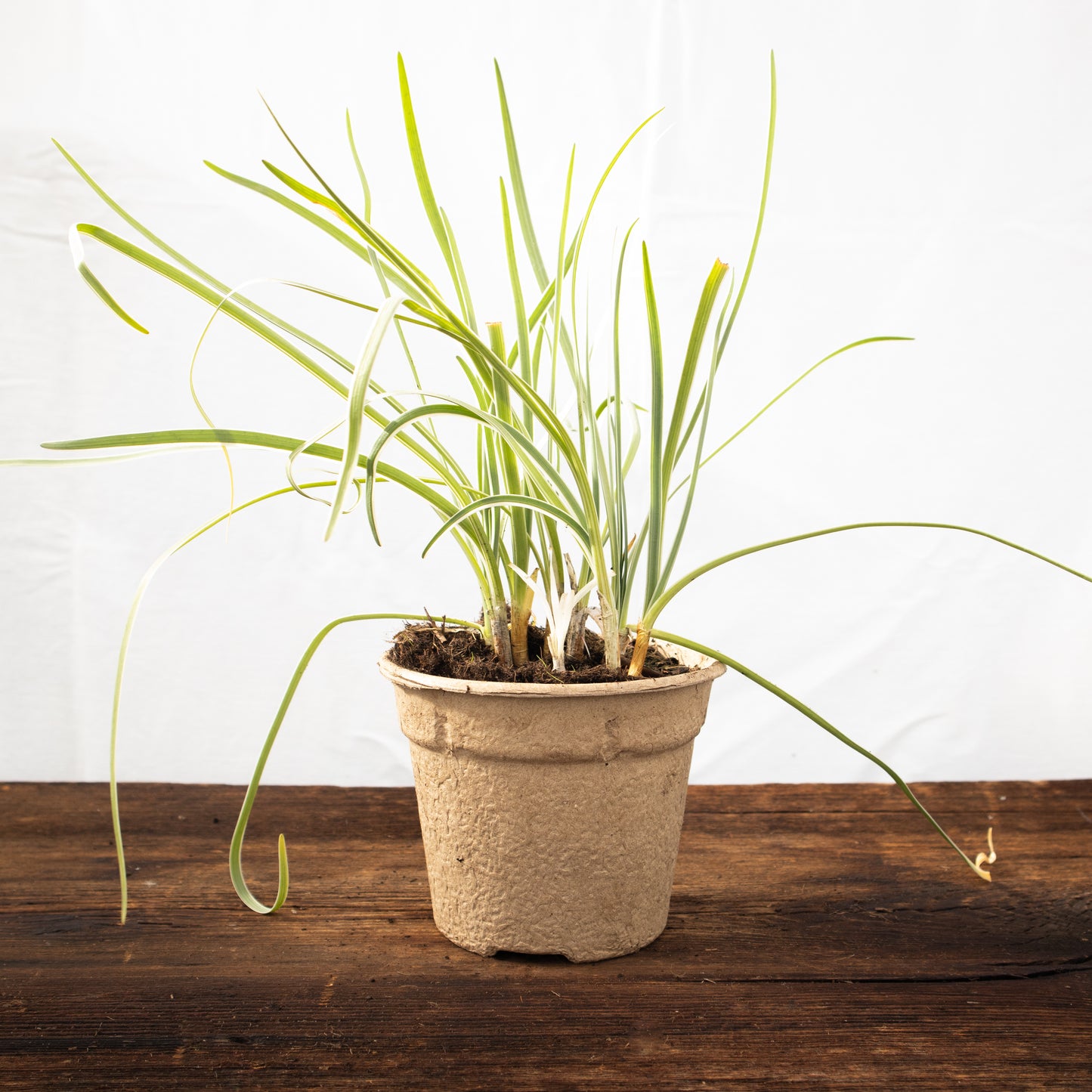 Knobi Gras