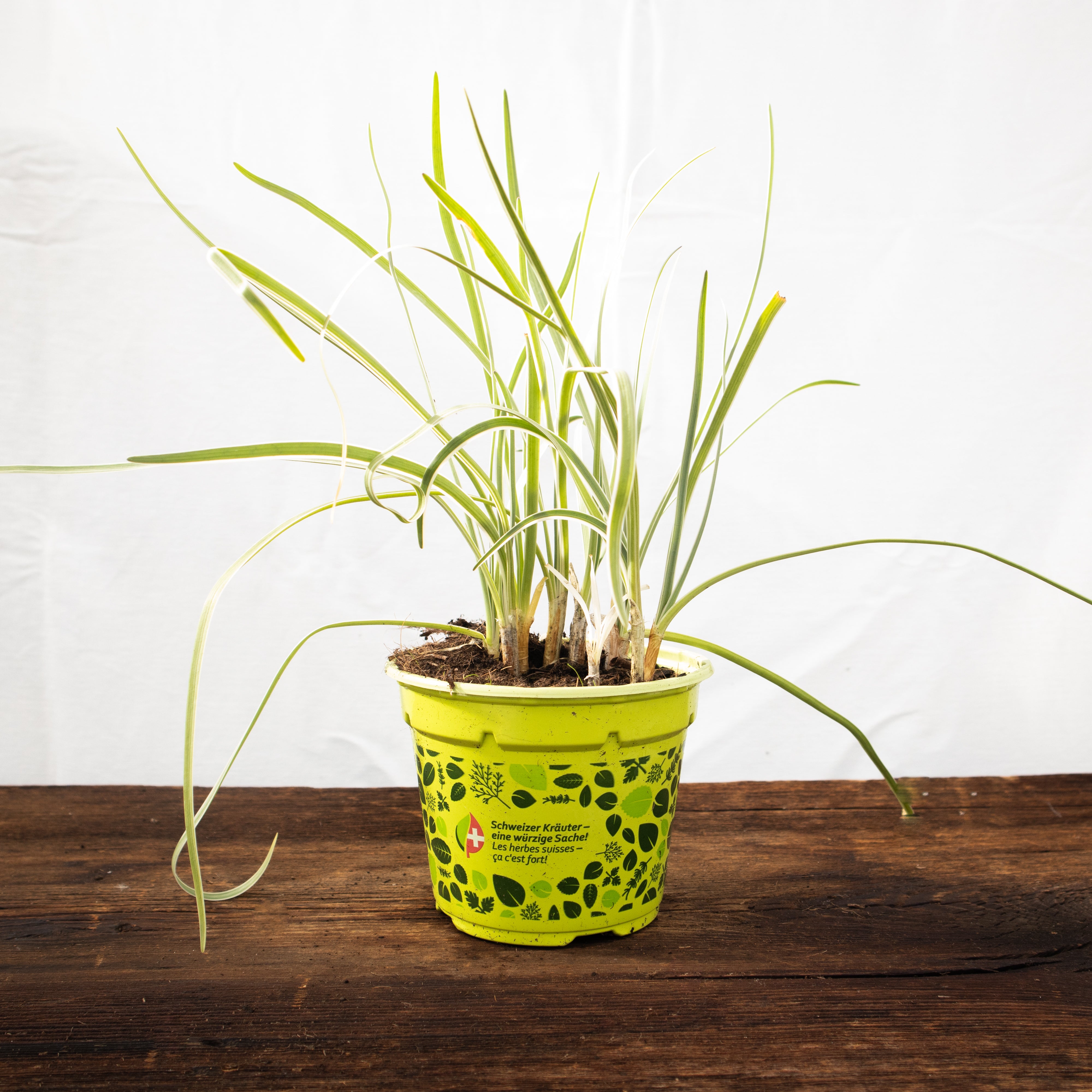 Knobi Gras – Kräuterfritz