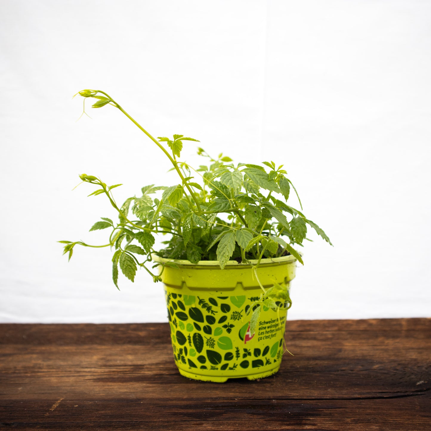 Kraut der Unsterblichkeit