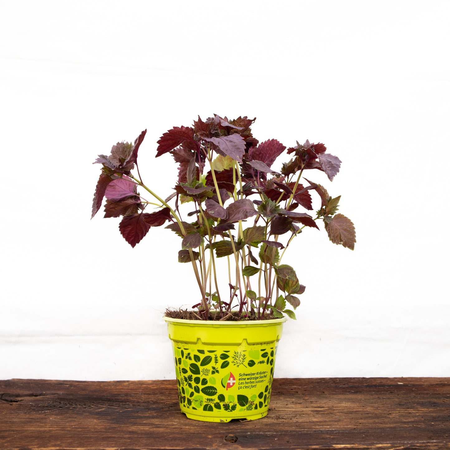 Roter Perilla Shiso