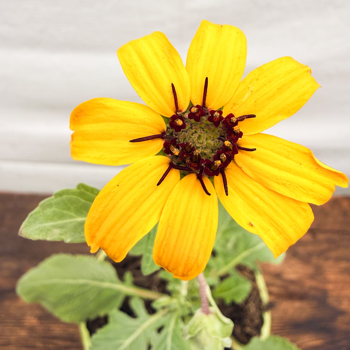 Schokoladen Blume