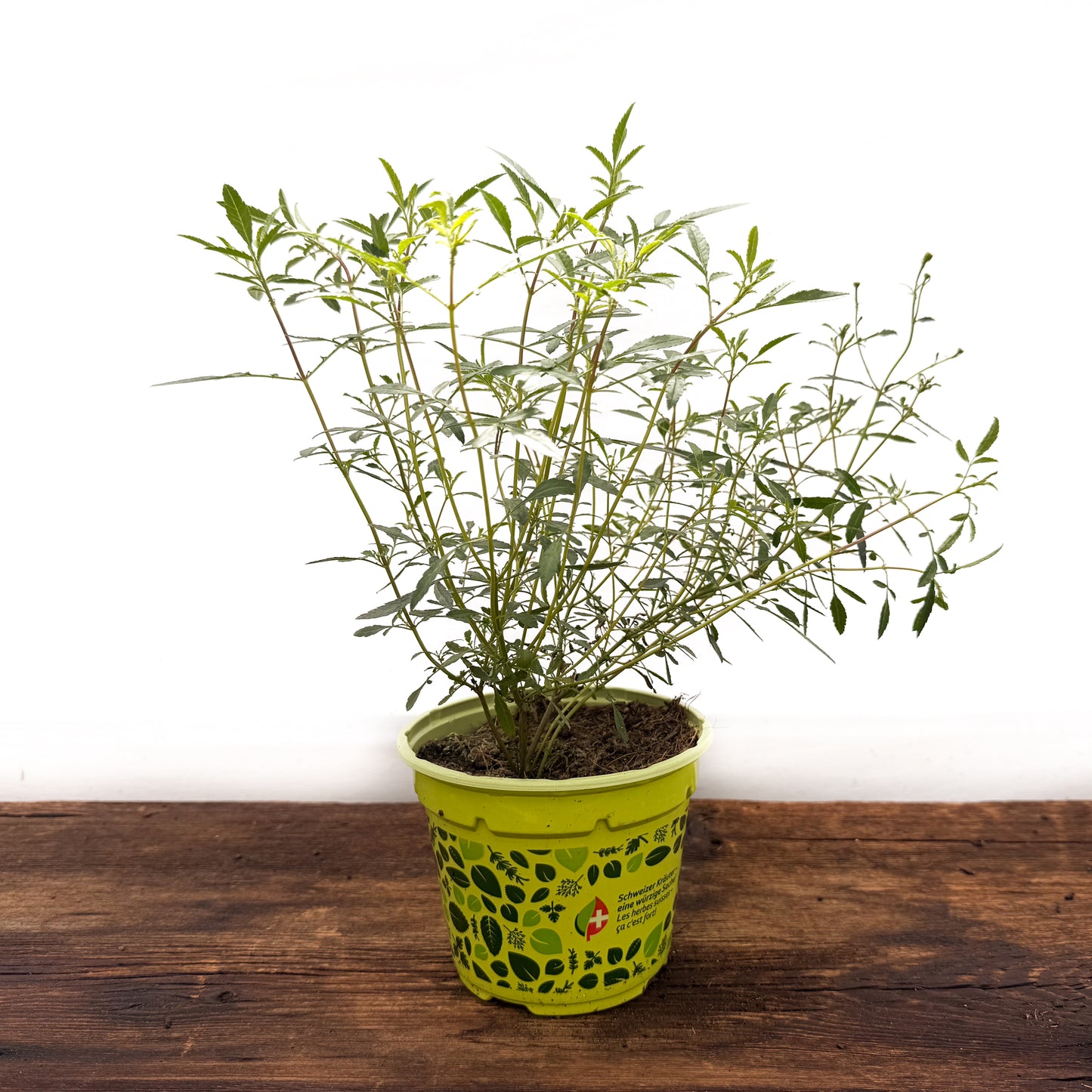 Zitronen Tagetes