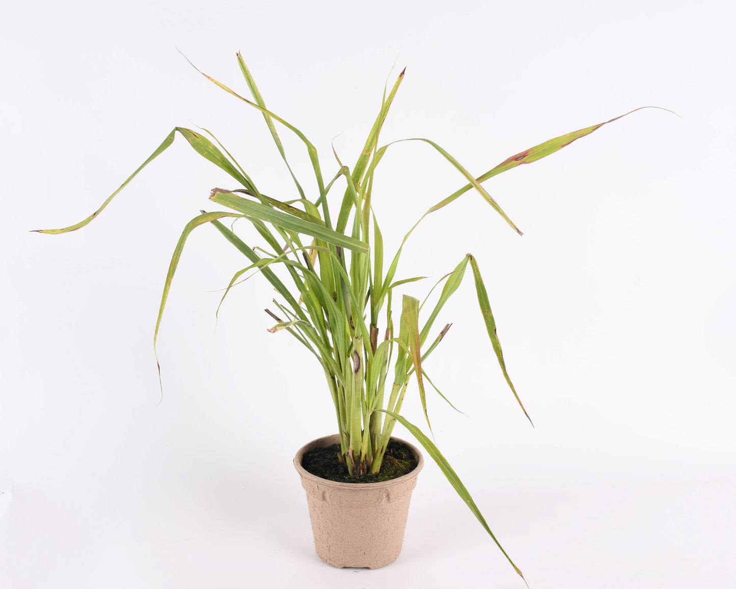 Zitronen Gras