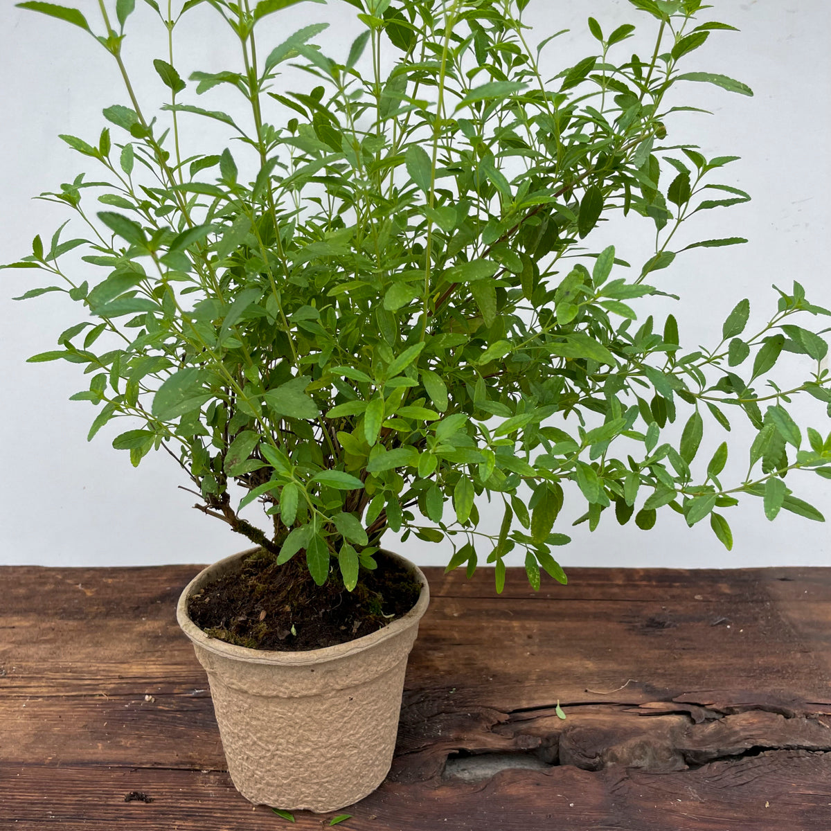 Gewürz Tagetes