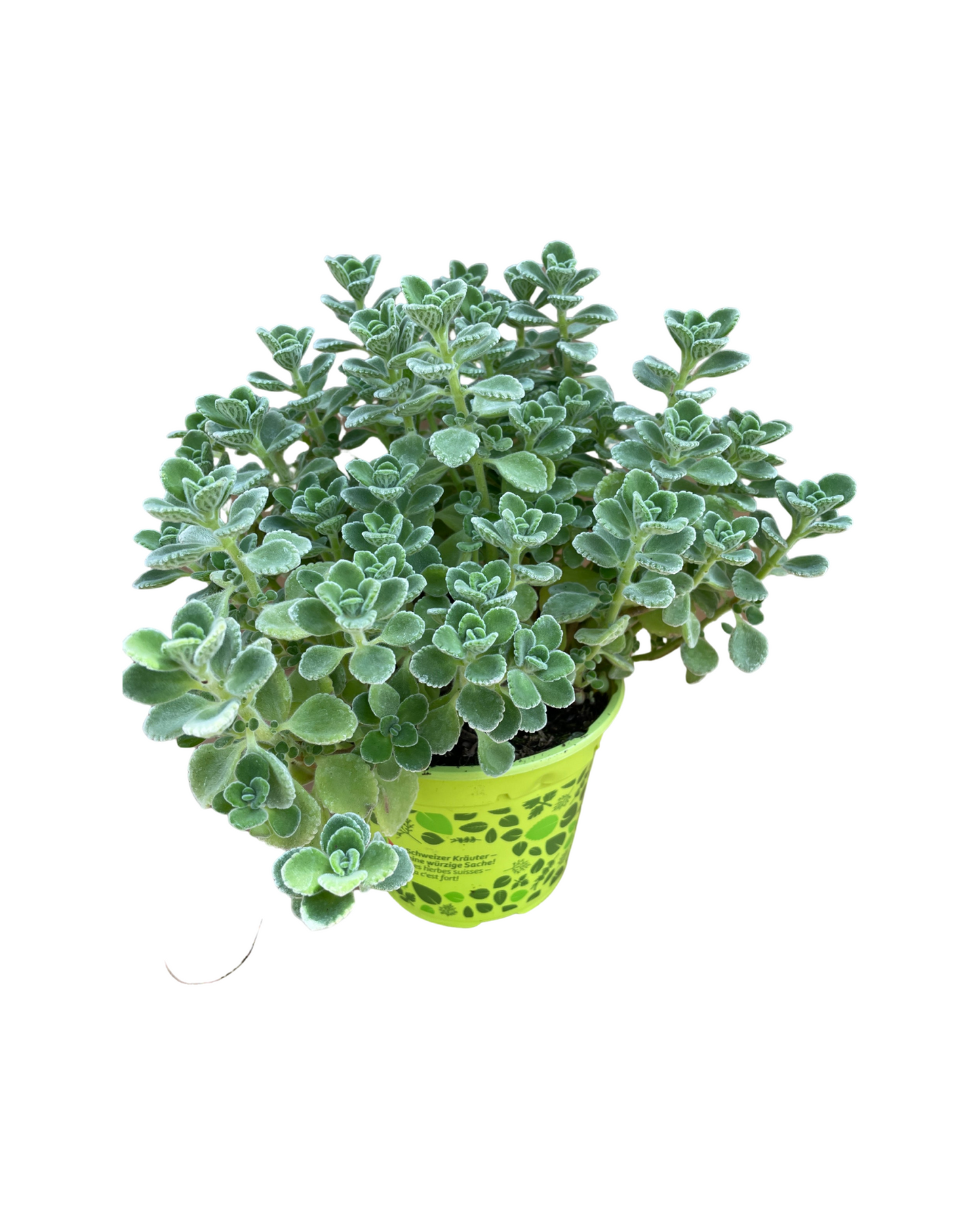 Kubanischer Oregano