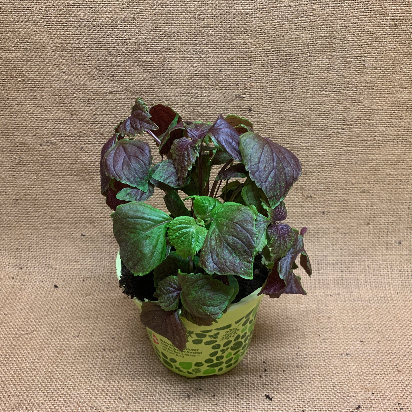 Roter Perilla Shiso