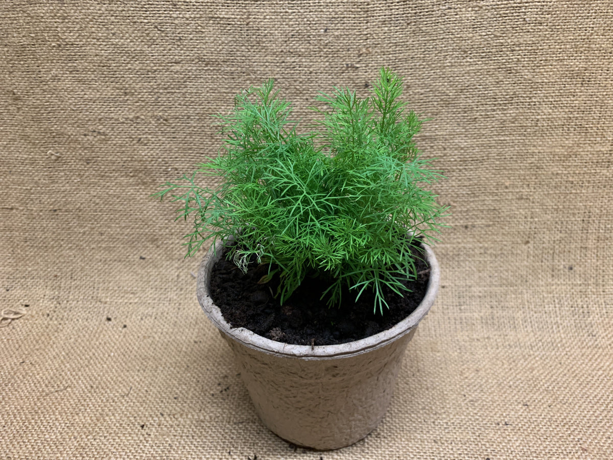 Dill