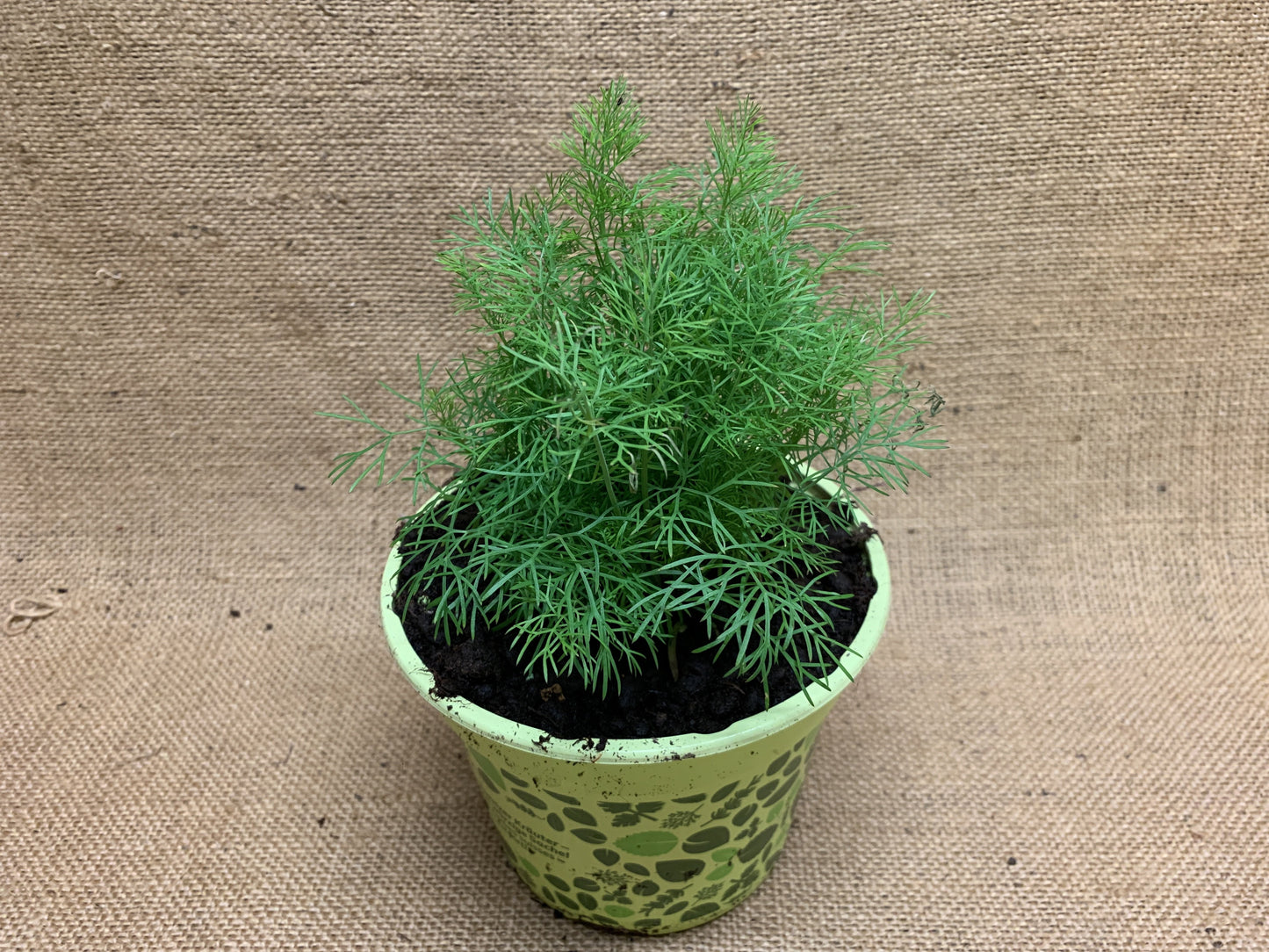 Dill
