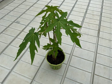 Saftige Papaya