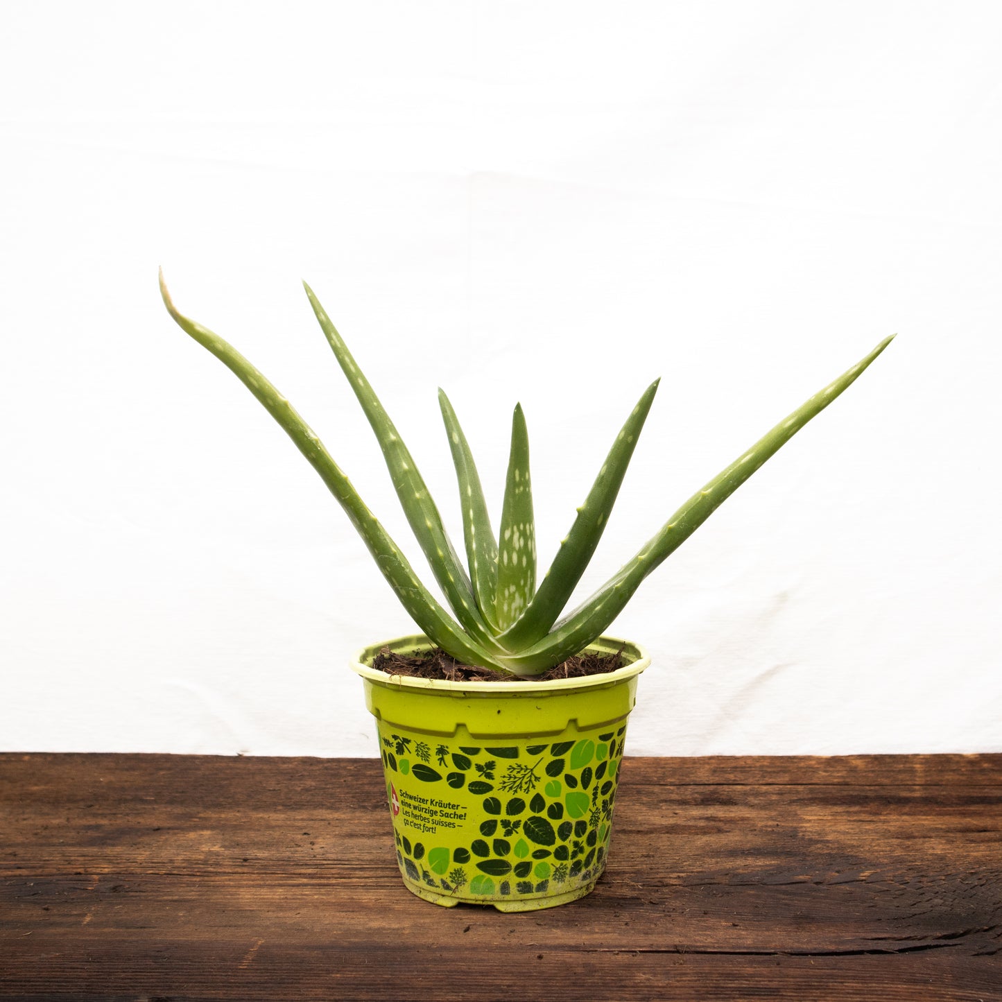 Aloe Vera