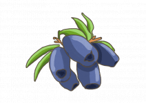 Sibirische Blaubeere