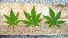 Cannabis Zuckerstrauch