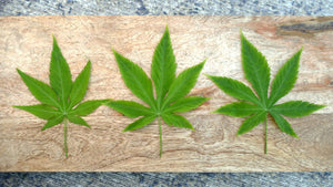 Cannabis Zuckerstrauch