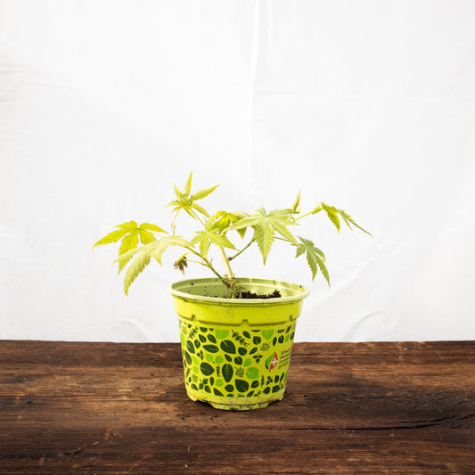 Cannabis Zuckerstrauch