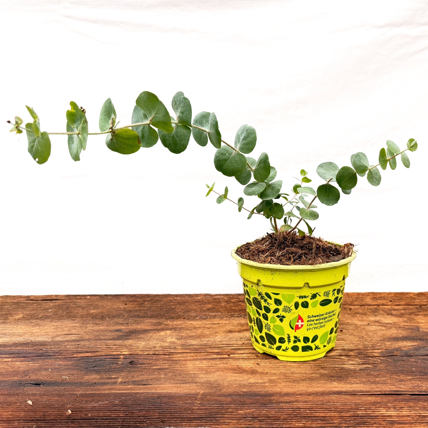 Eukalyptus