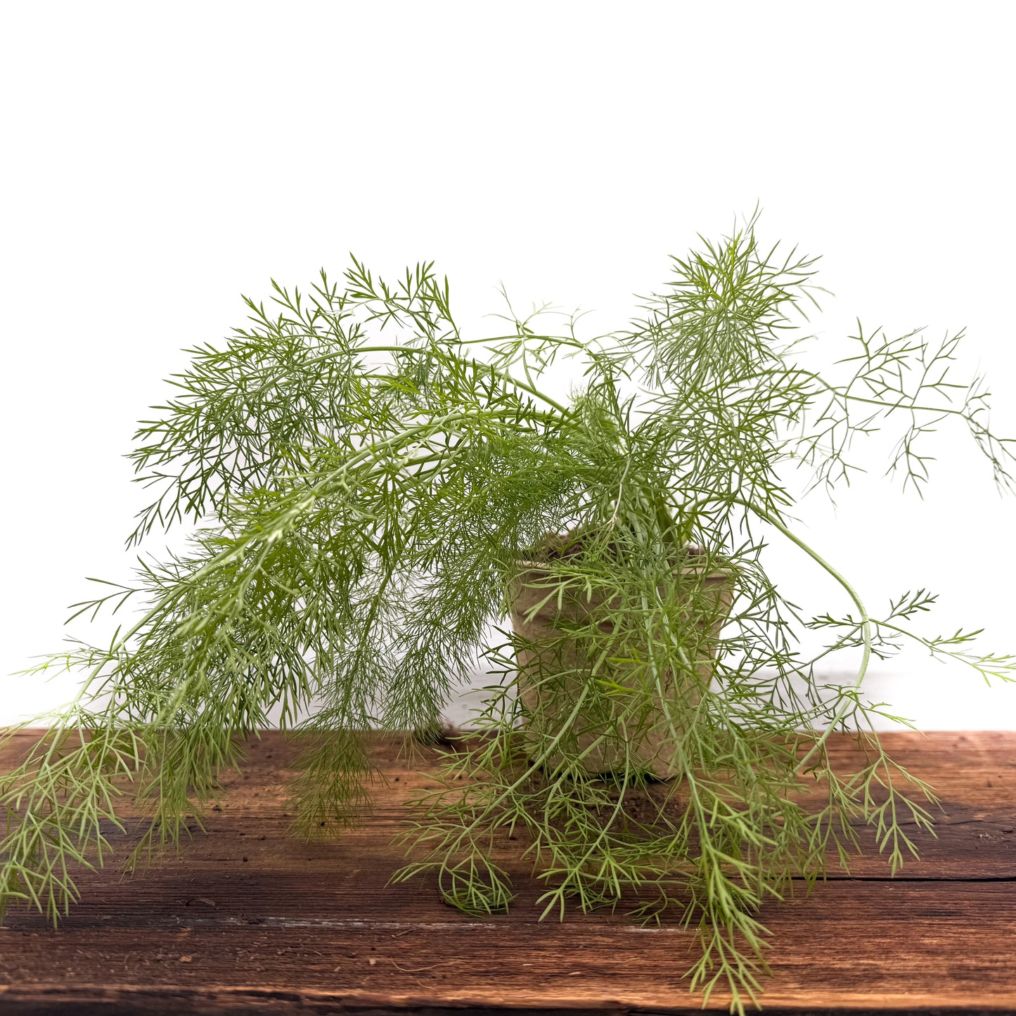 Gewürz-Fenchel