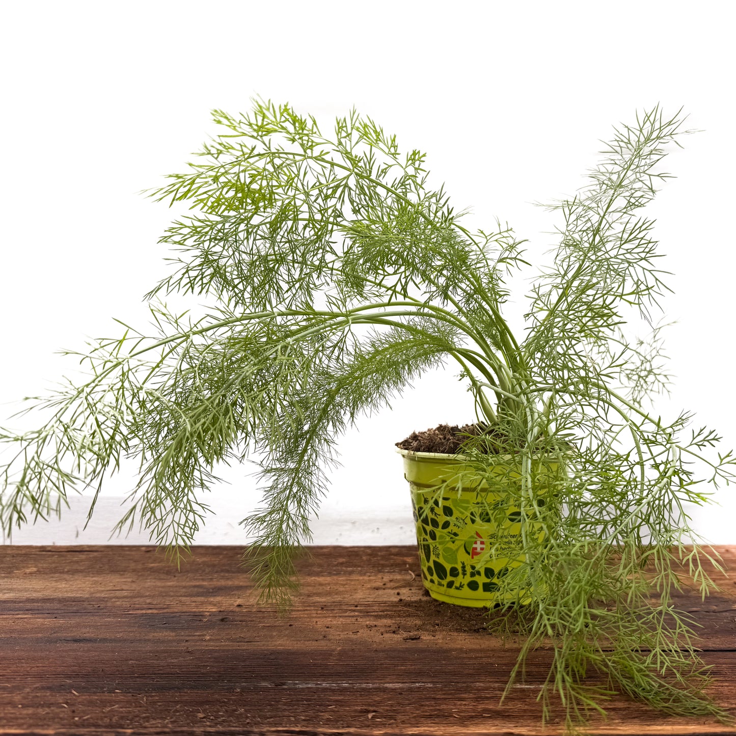 Gewürz-Fenchel