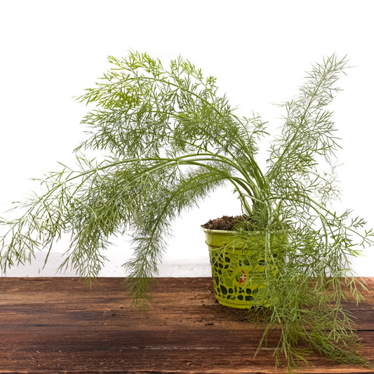 Gewürz-Fenchel