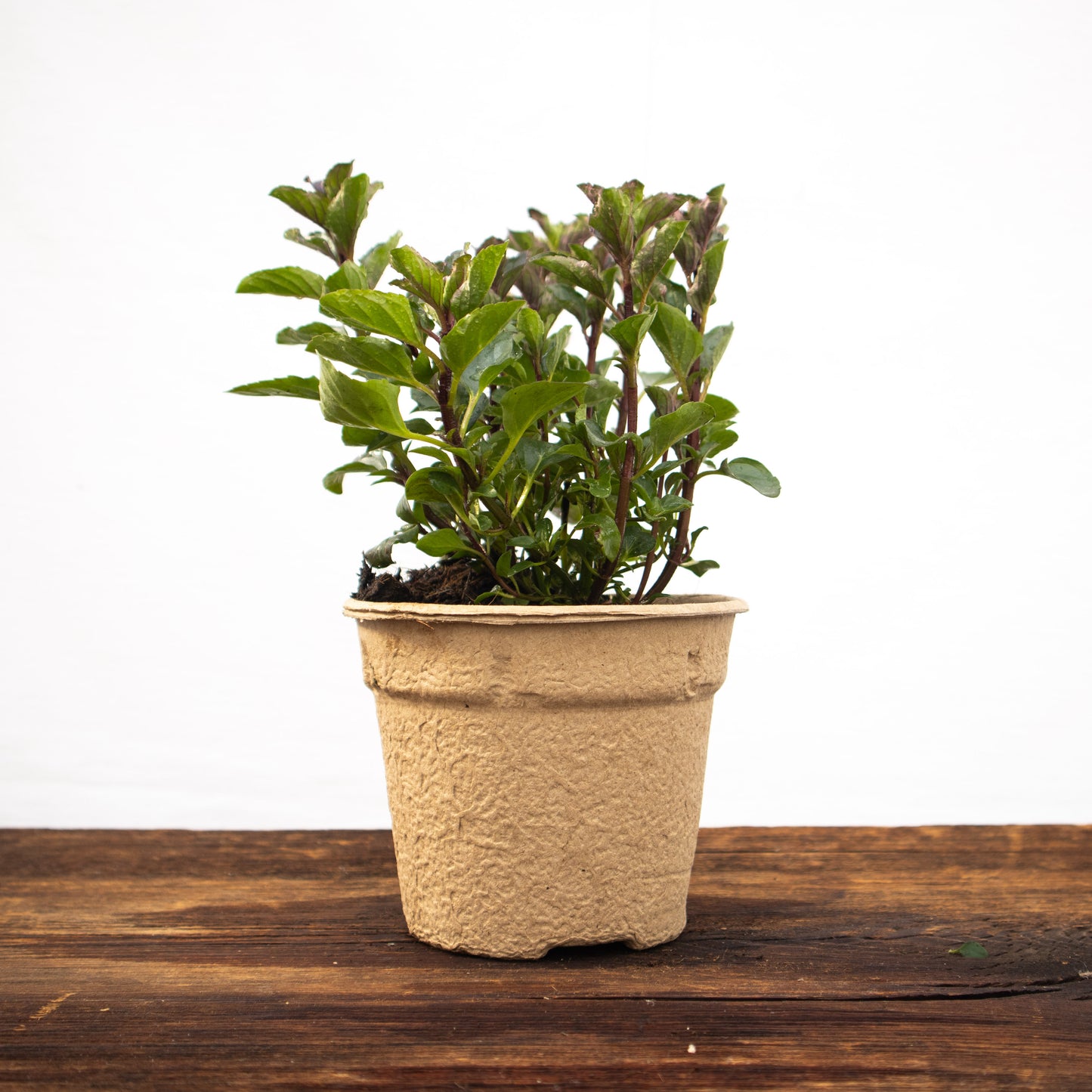 Zitronen Minze