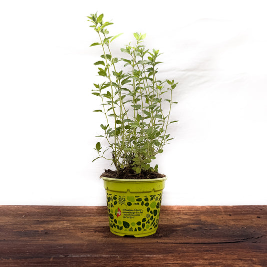 Griechischer Oregano