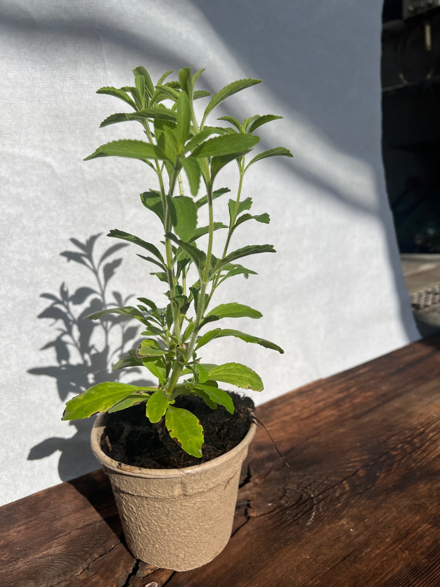 Stevia
