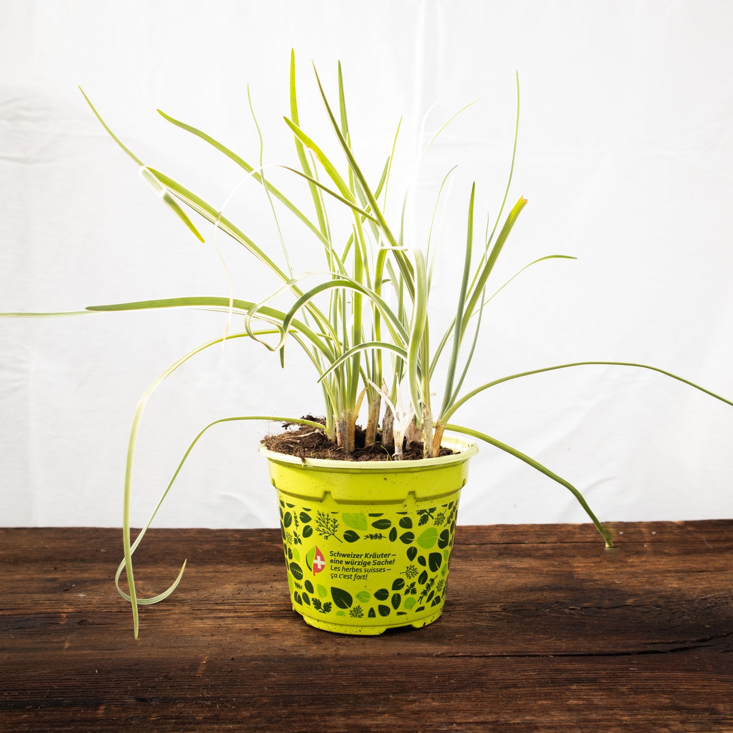 Knobi Gras