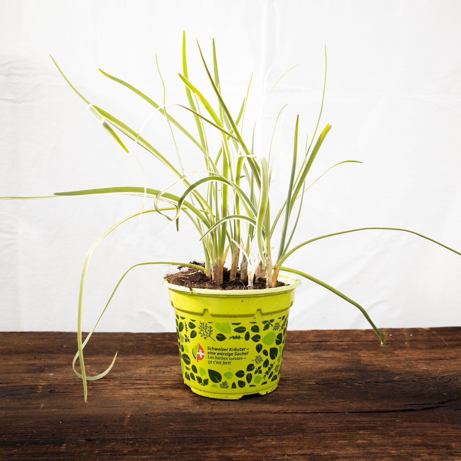 Knobi Gras – Kräuterfritz
