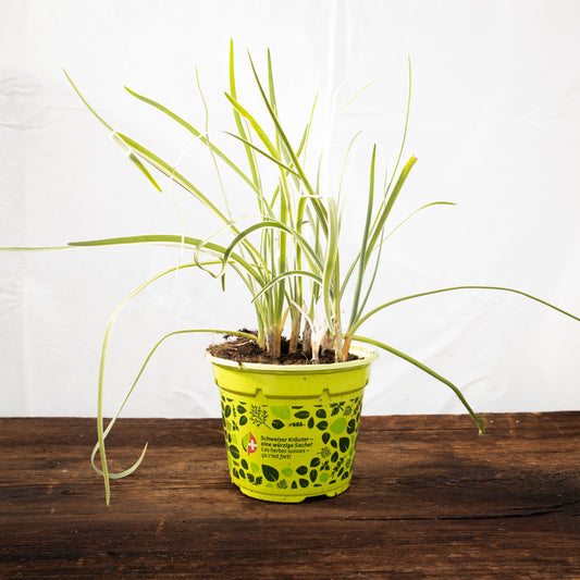 Knobi Gras