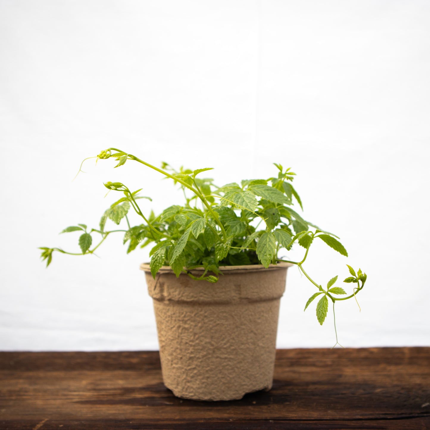 Kraut der Unsterblichkeit