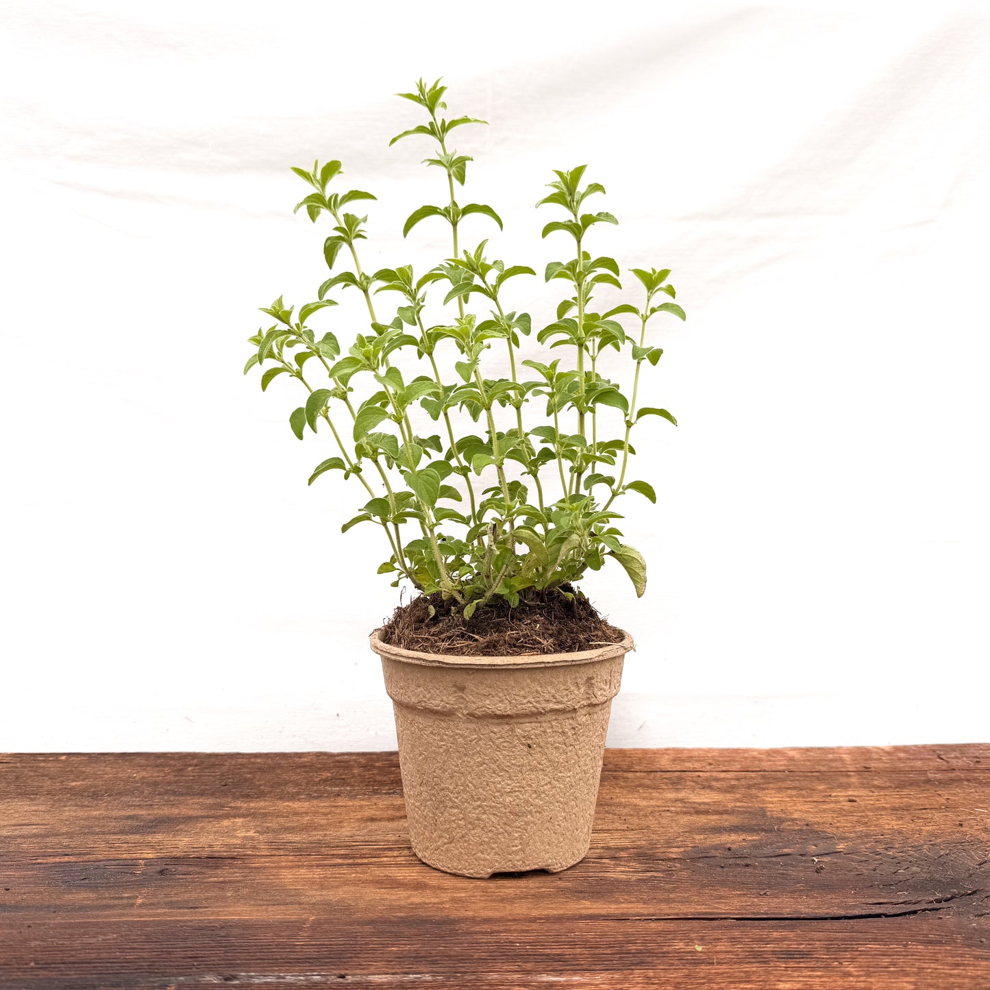 Kretischer Oregano