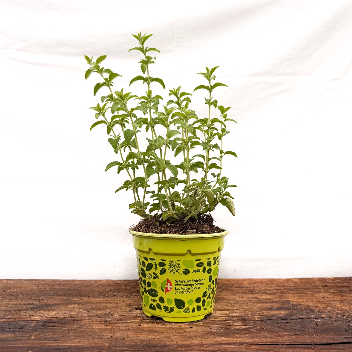 Kretischer Oregano