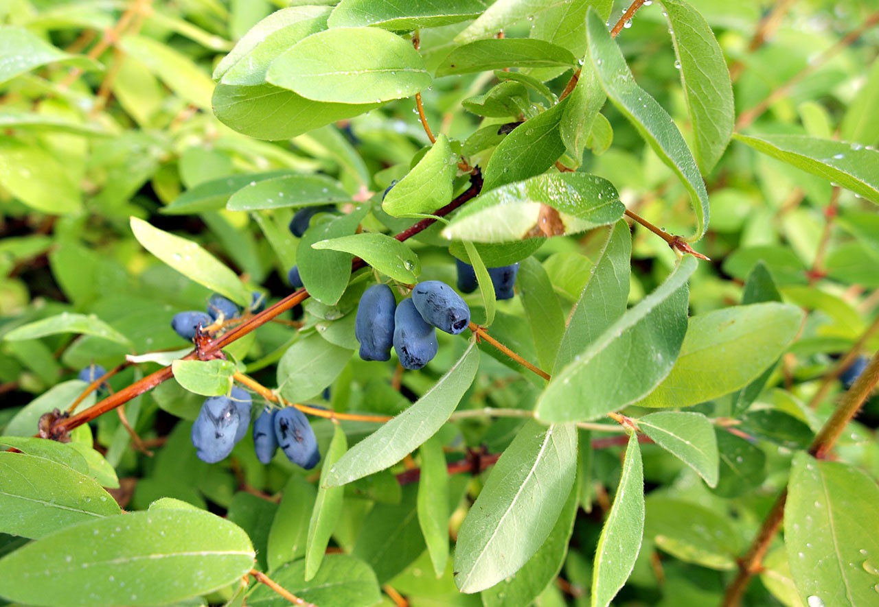 Sibirische Blaubeere