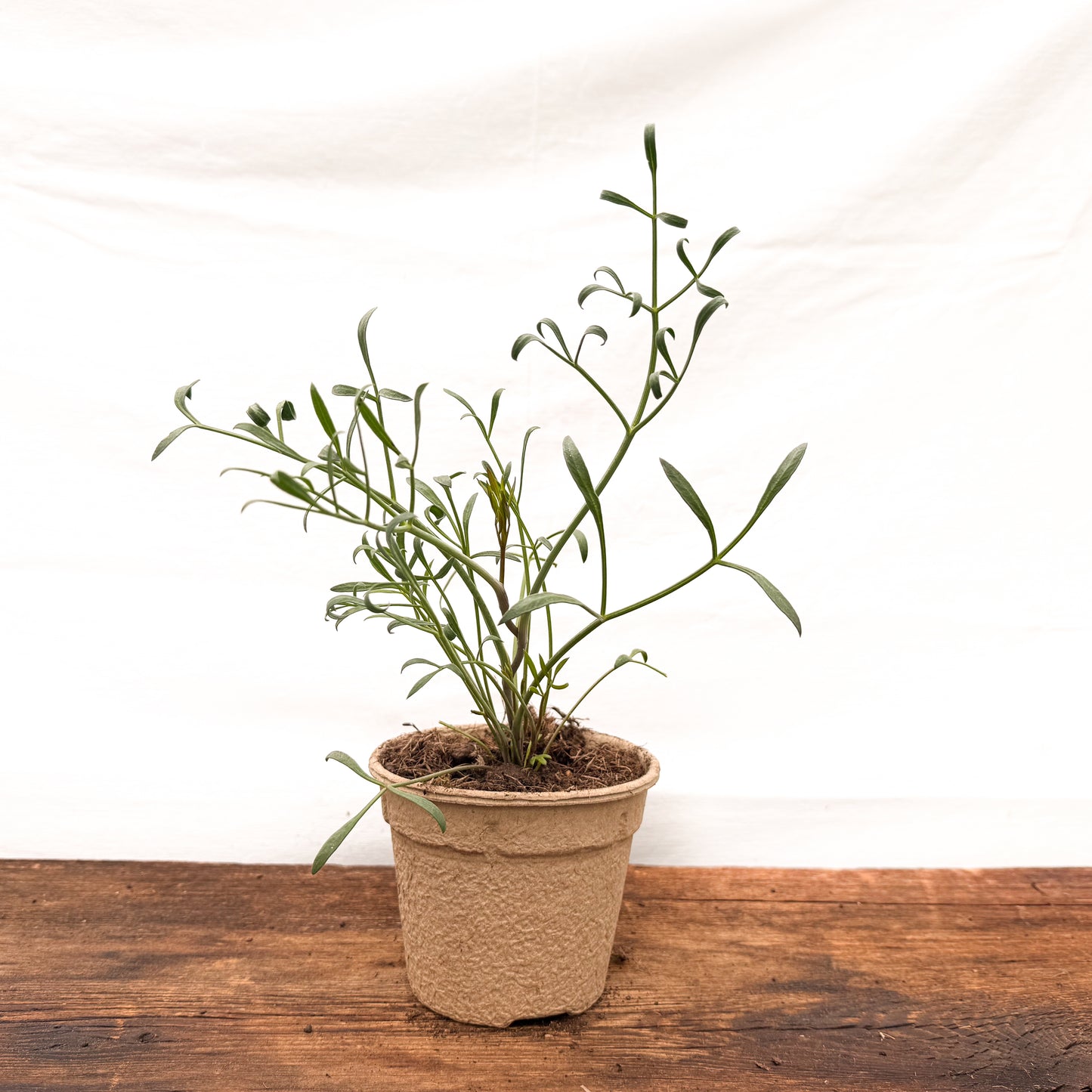 Meerfenchel
