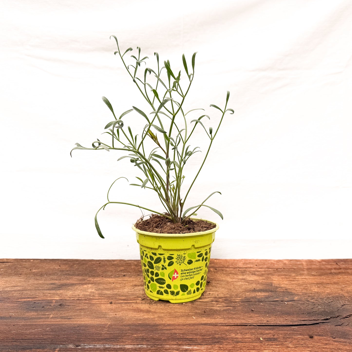 Meerfenchel