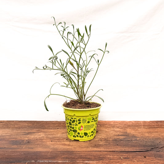 Meerfenchel