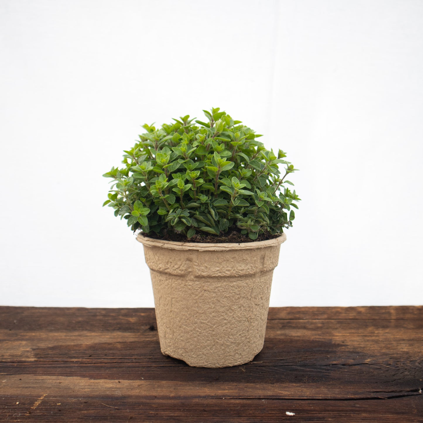 Oregano