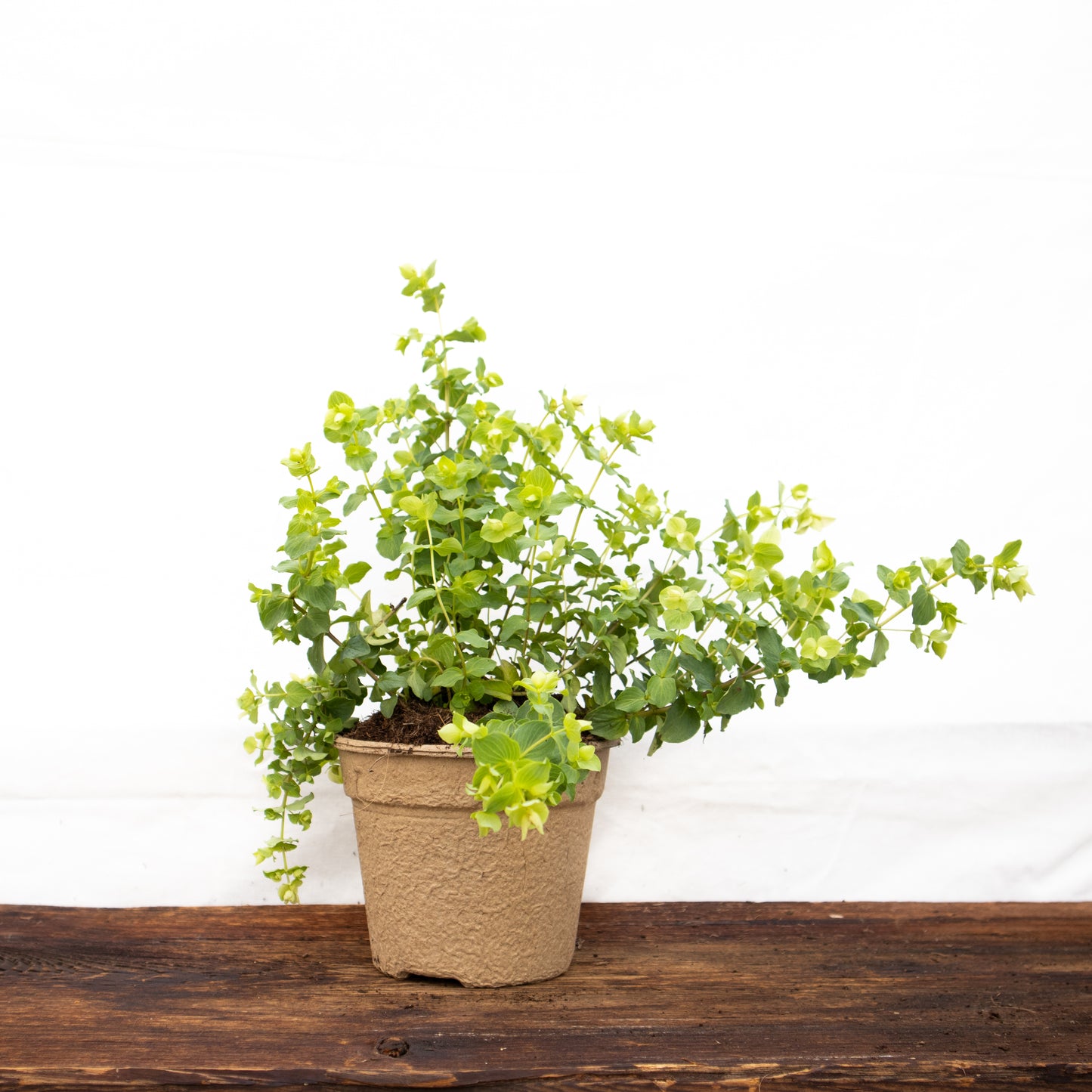 Oregano Hopfenblüte