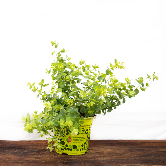 Oregano Hopfenblüte