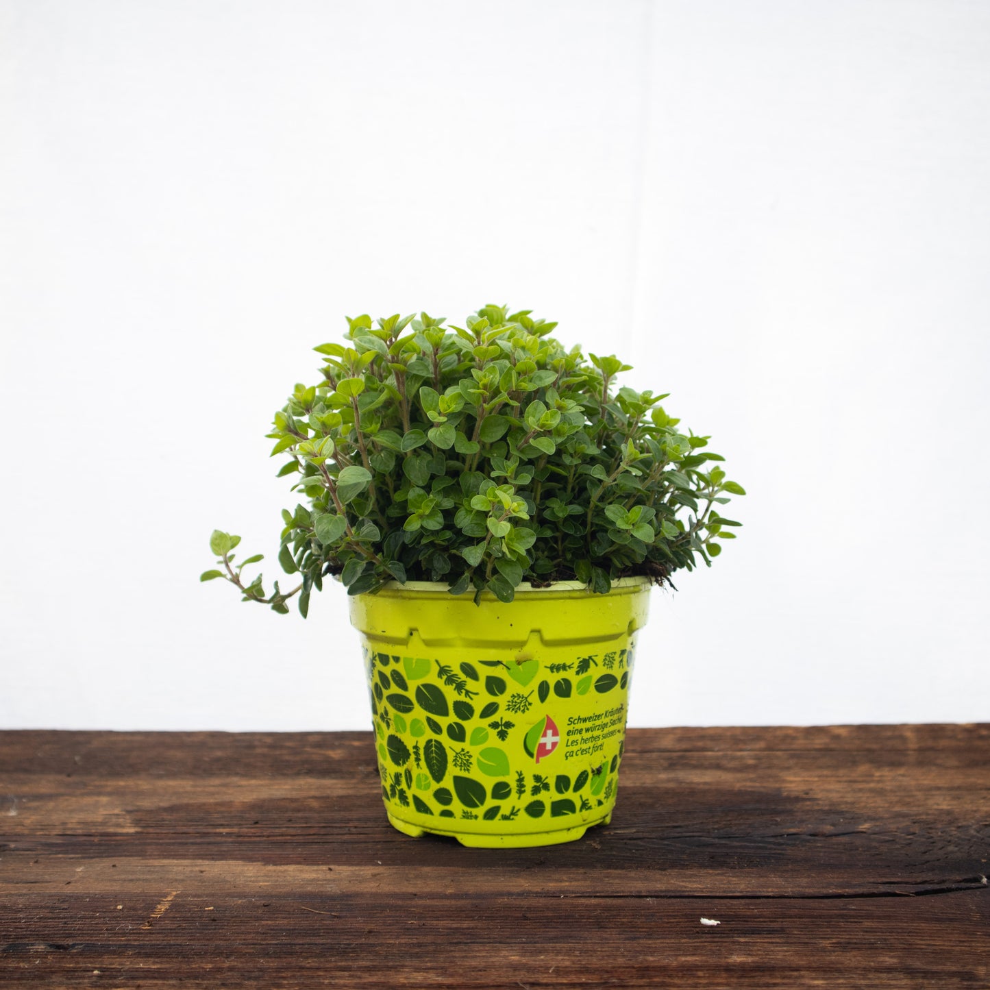 Oregano