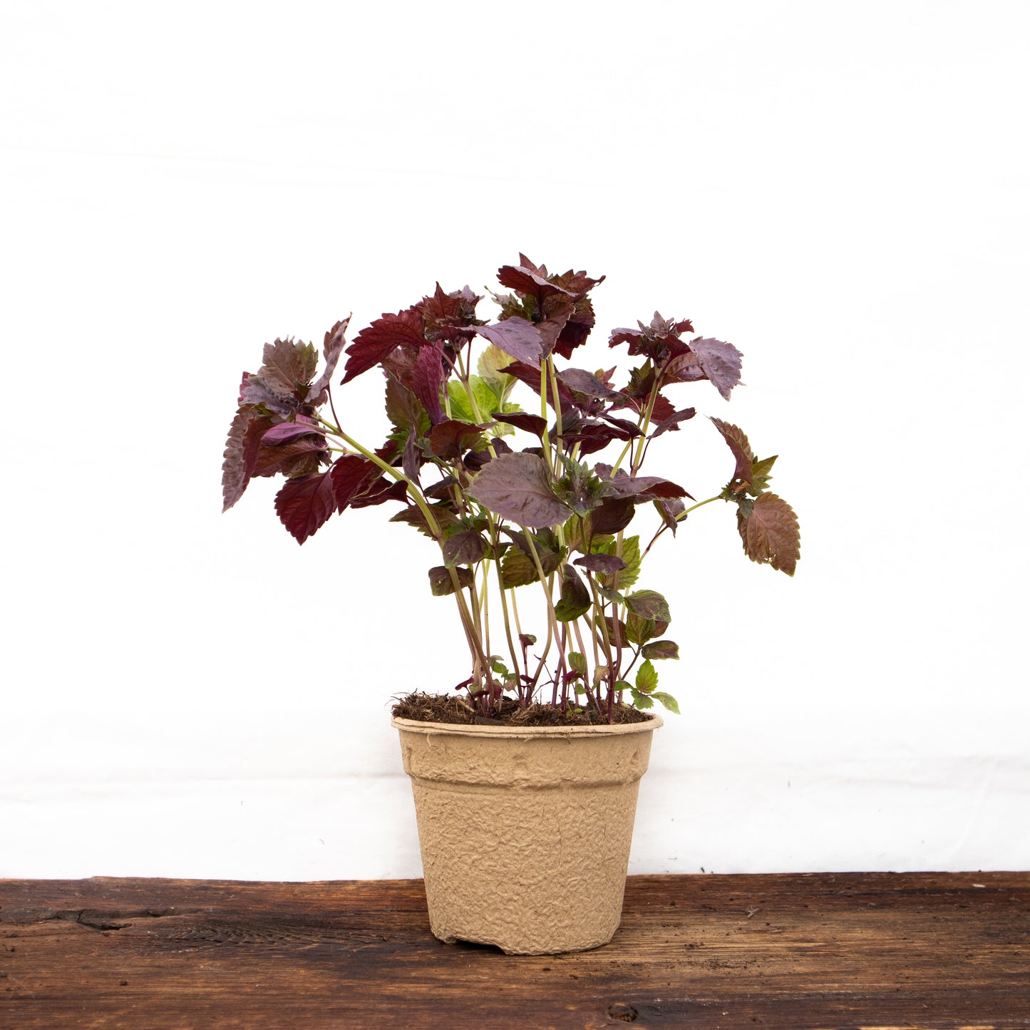 Roter Perilla Shiso