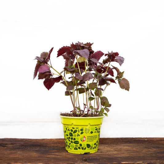 Roter Perilla Shiso