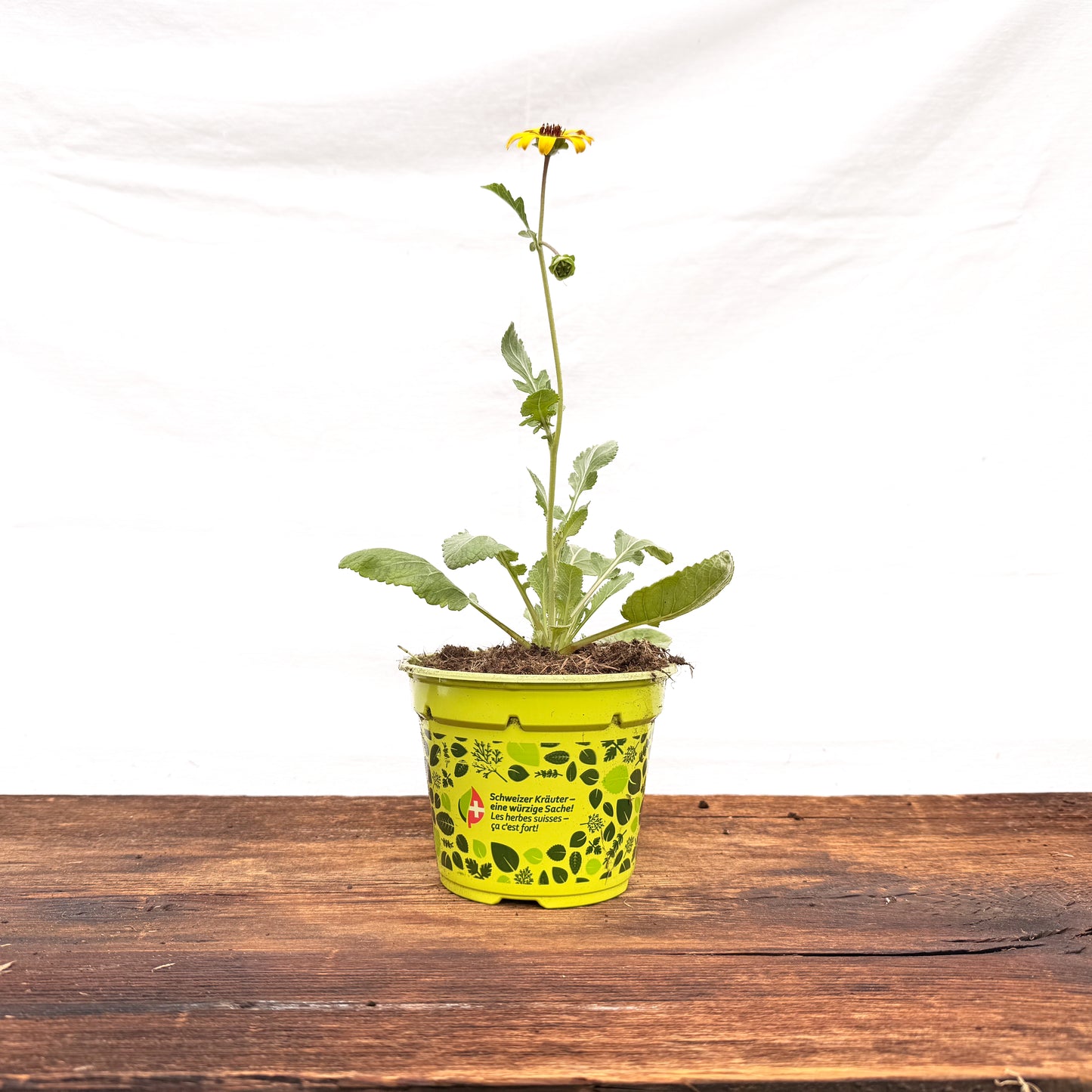 Schokoladen Blume