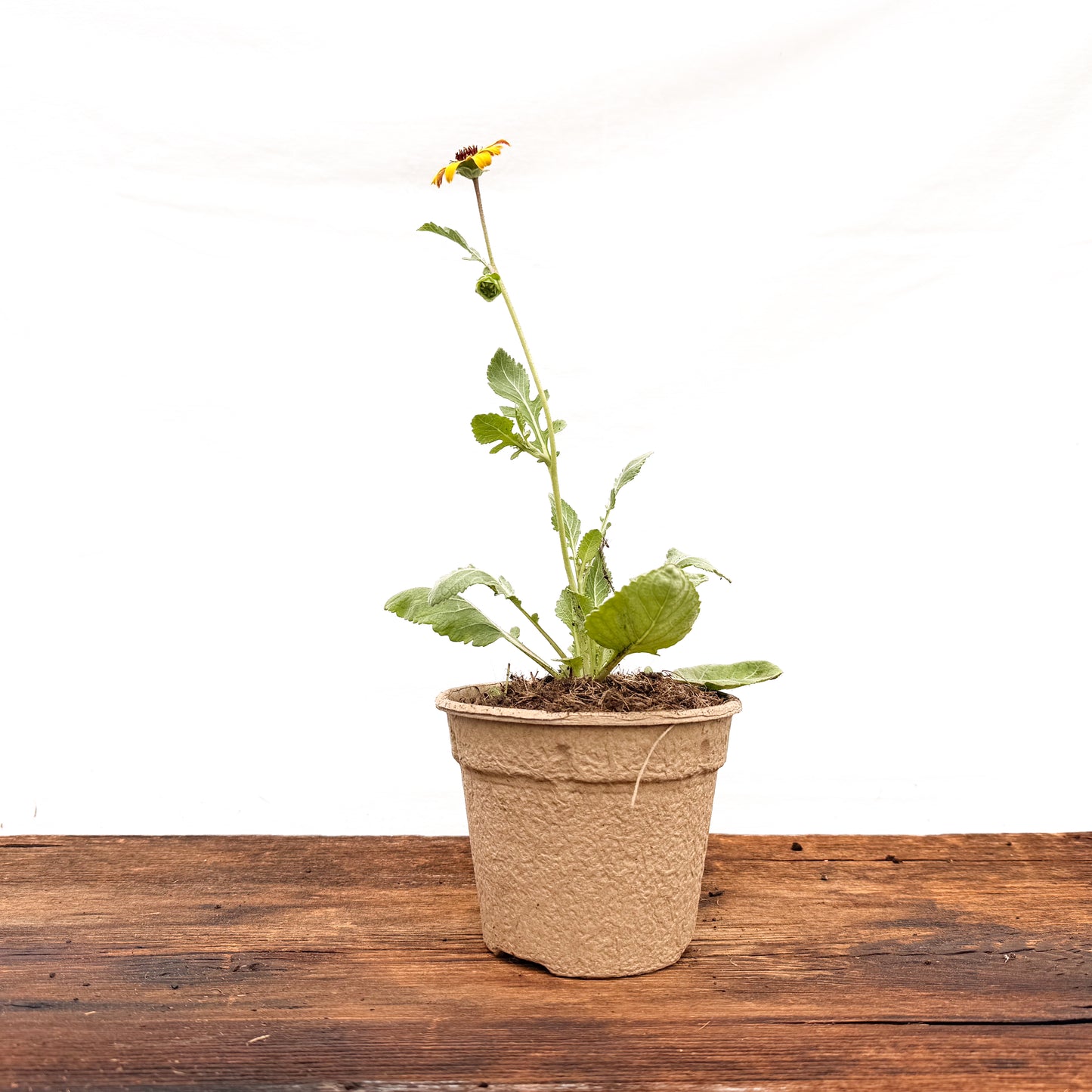 Schokoladen Blume